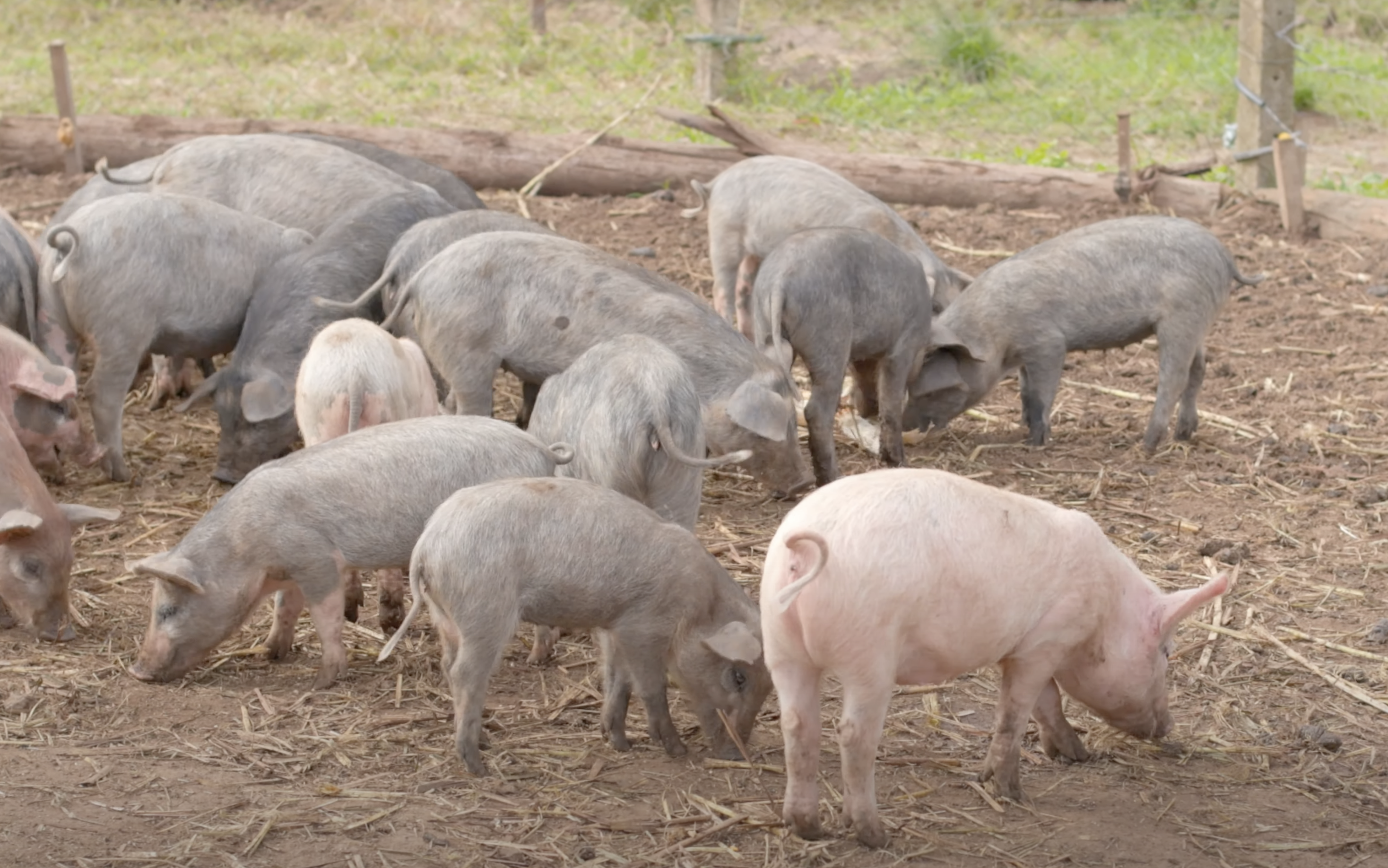 Projeto da UEPG estuda Porcos Moura há 10 anos
