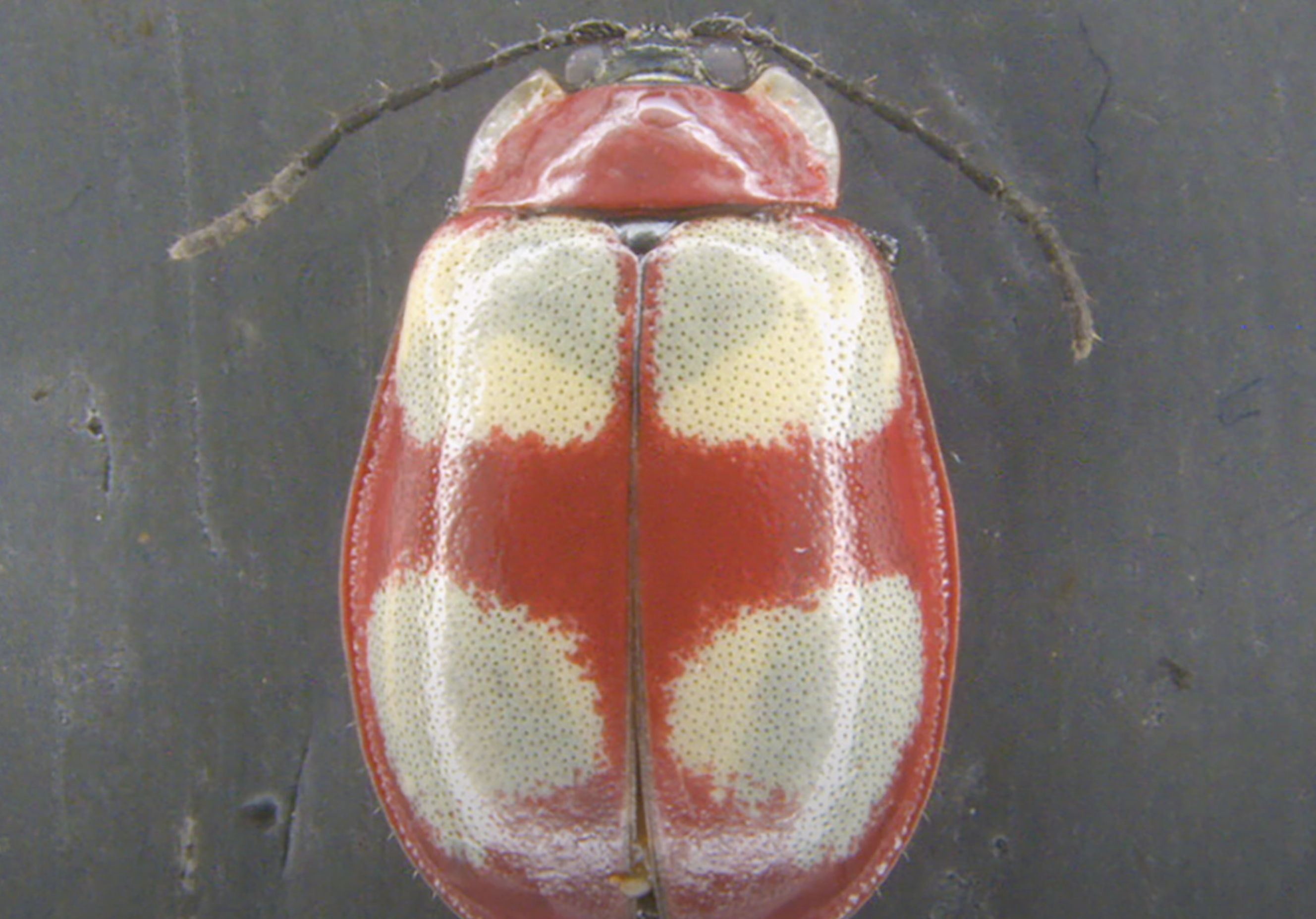 Nova espécie de besouro é identificada por pesquisadores da UEPG